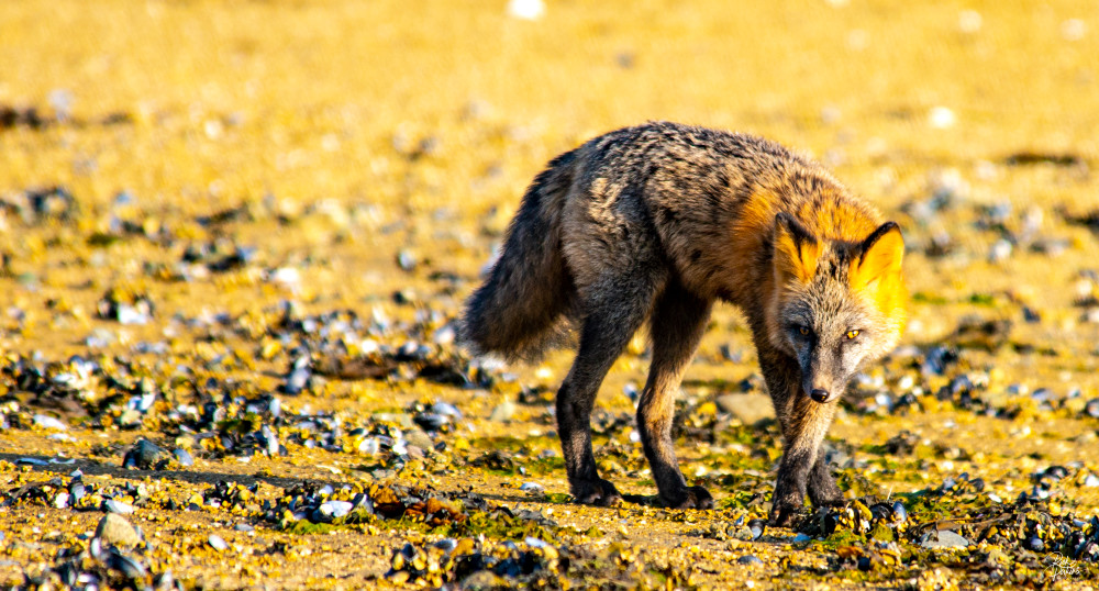 The Katmai Fox Photography Art | Rick Perkins Photography