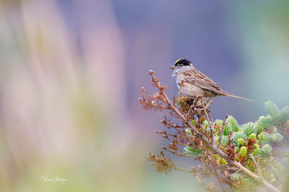 Golden Crowned Sparrow Photography Art | Thomas Yackley Fine Art Photography