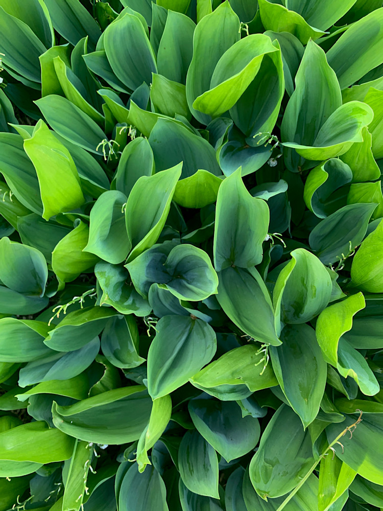 Hosta From Vermont   July 2021   Rm Art | Eastmeyer Galleries