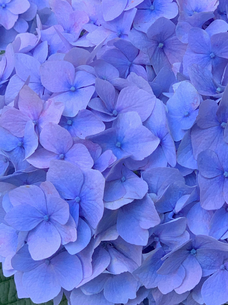 Backyard Blue Hydrangea   June 2022   Rm Art | Eastmeyer Galleries