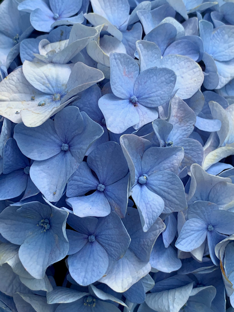  Hydrangea Art | Eastmeyer Galleries