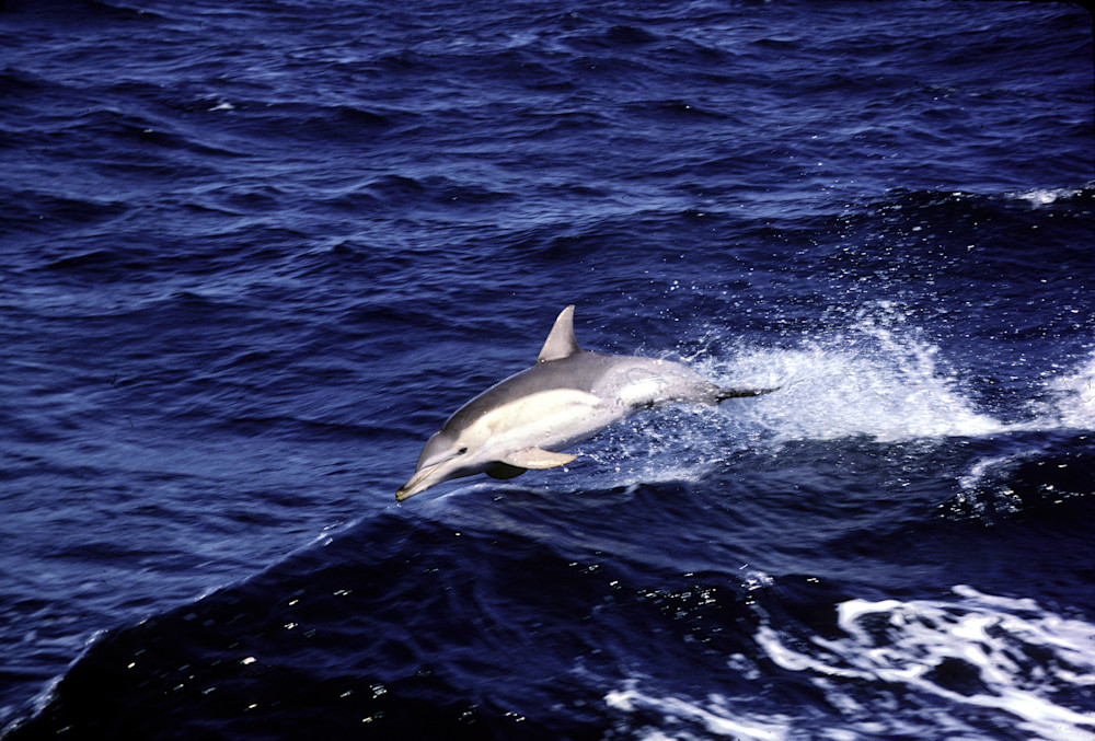 Pacific Common Dolphin