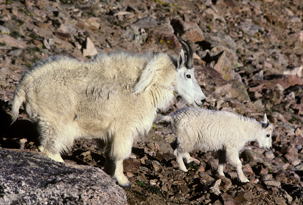 Rocky Mountain Goat, Nanny and Kid