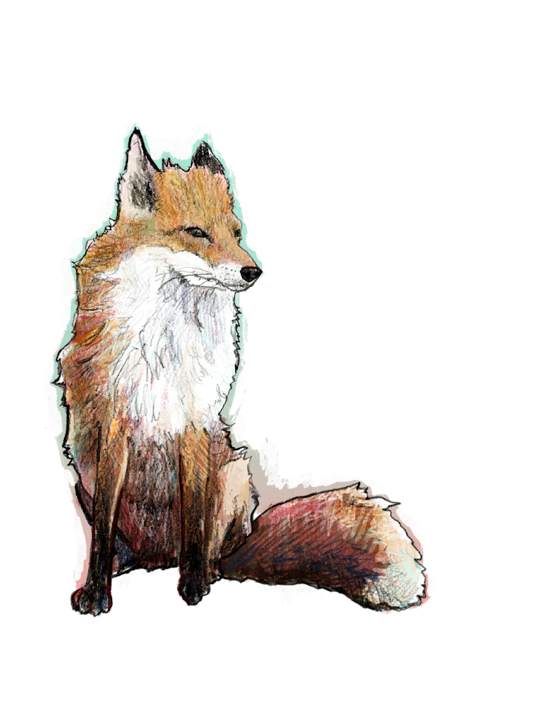 Clarity Fox Color Transparent Background Art | Gingerly Designs