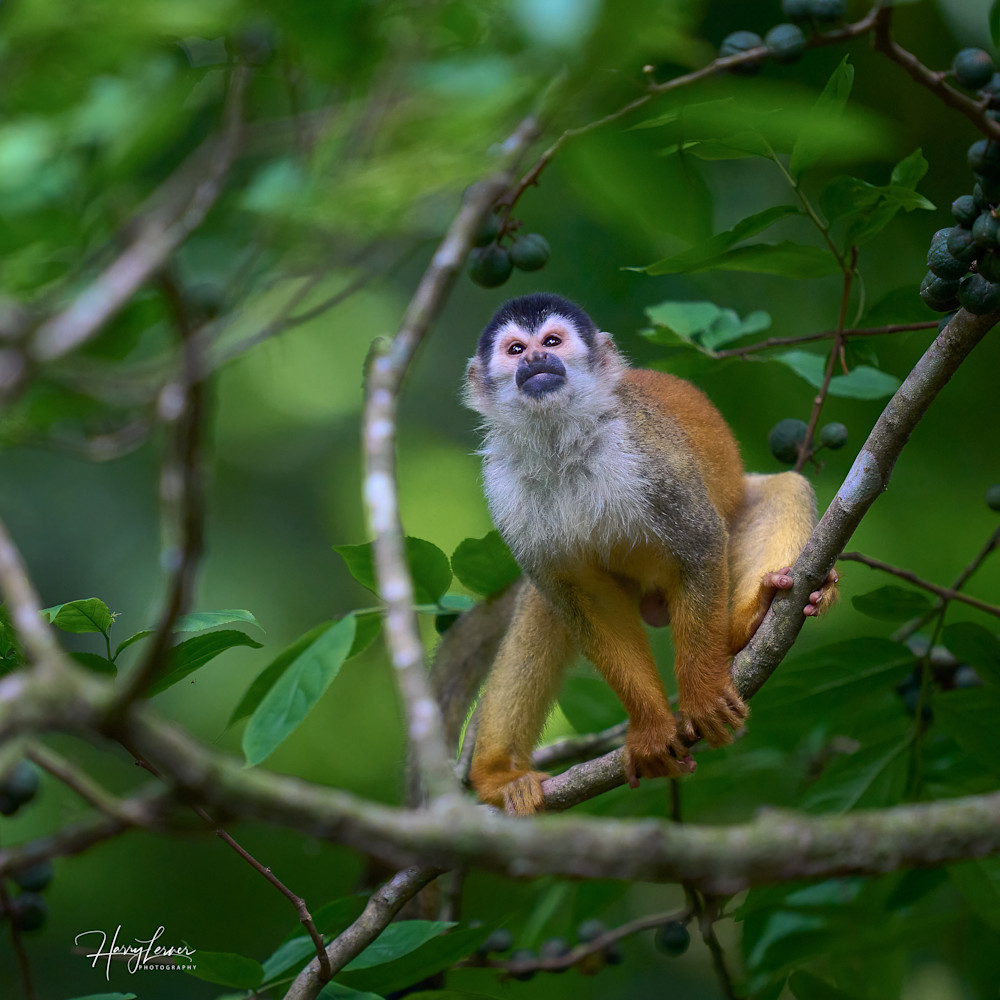 Squirrel Monkey Photography Art | Harry Lerner Photography