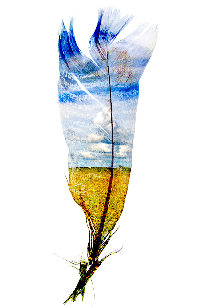 Field Feather by Laura Grisamore