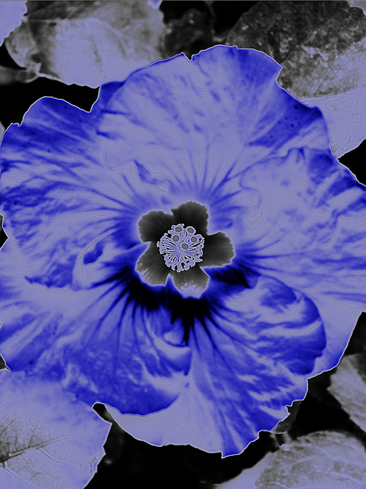 Hidden Blue Hibiscus  Photography Art | Judith Anderson Photography