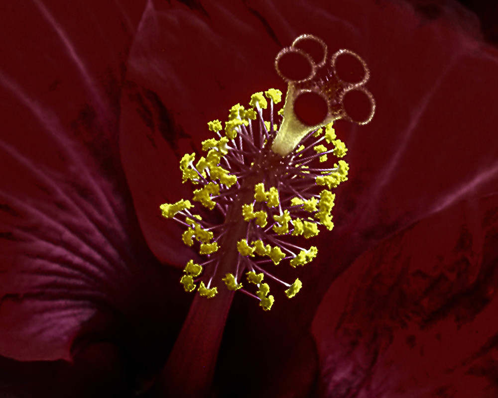 Solarized Stigmatized Hibiscus Photography Art | Judith Anderson Photography