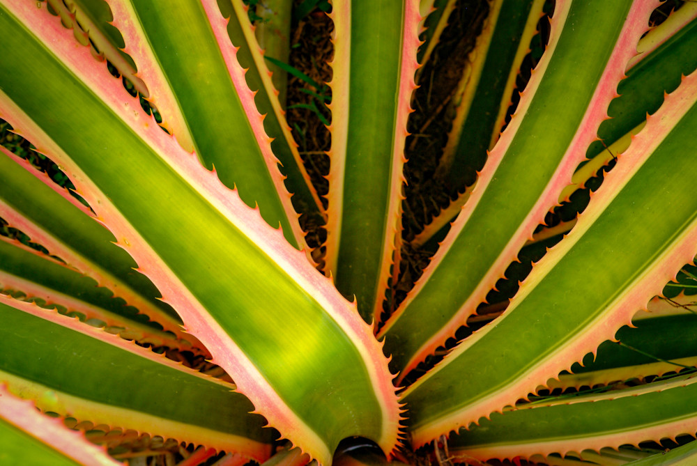 Pink Pineapple Serration Photography Art | Judith Anderson Photography