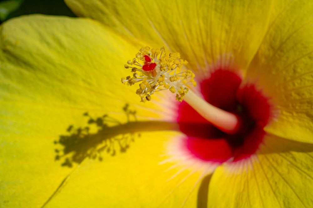 Hibiscus Shadowing Photography Art | Judith Anderson Photography