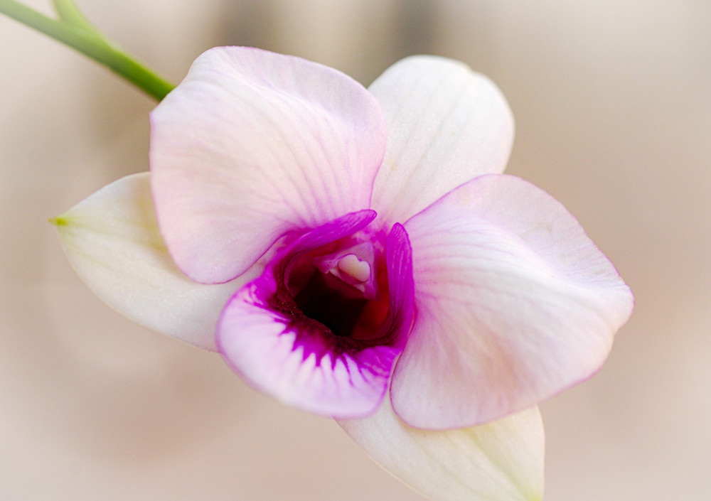 The Secret Orchid Photography Art | Judith Anderson Photography