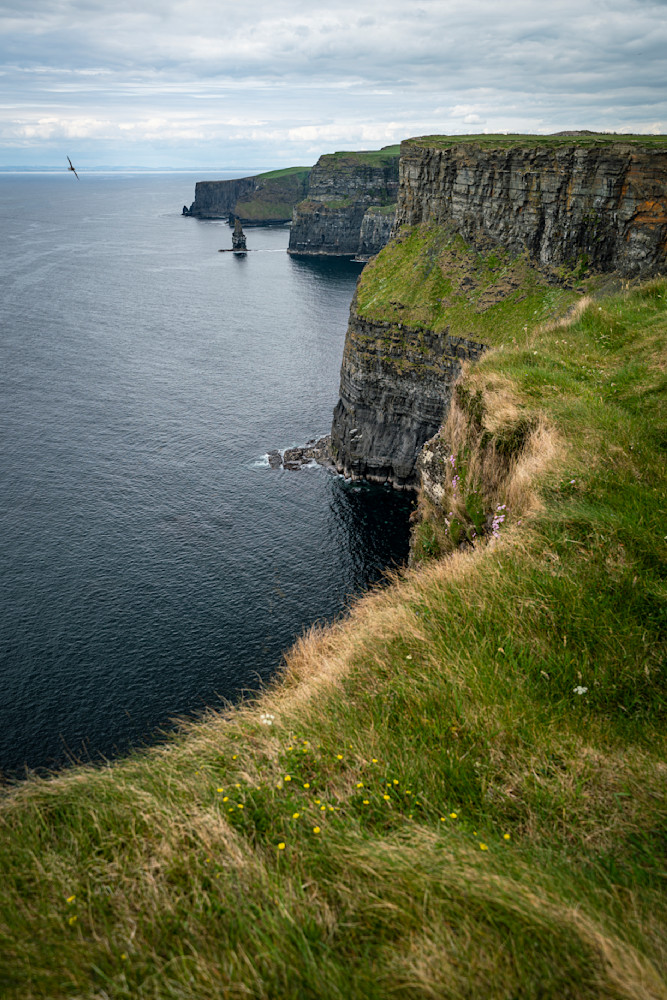 Irish Coast Cliff Bird Photography Art | OMS Photo Art Store