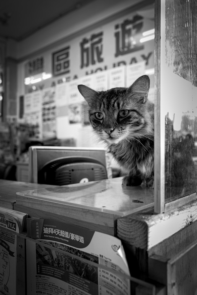 Chinatown Cat Photography Art | Carrie Coursolle Photography
