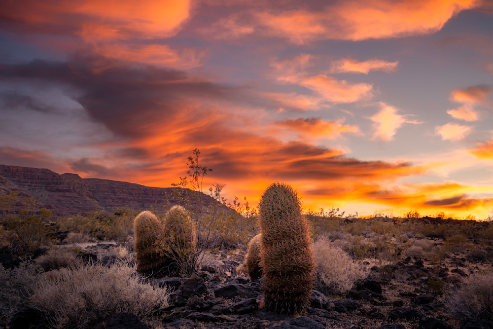 Sunset Of Grand Canyon Barrel Cactus Photography Art | Dick Nagel Photography