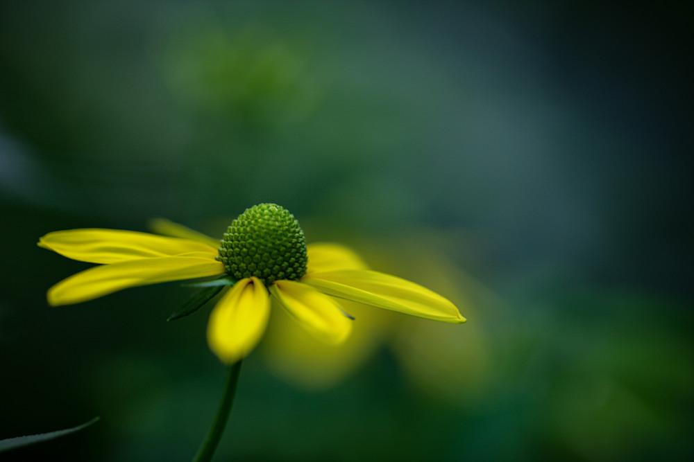 Simple Beauty Photography Art | Carrie Coursolle Photography
