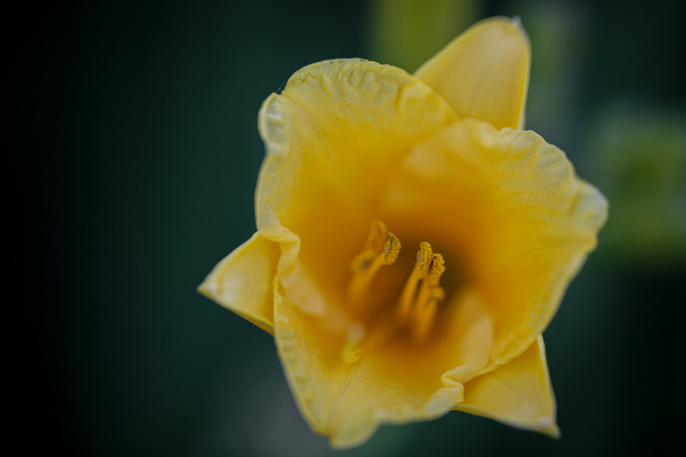 Daylily Photography Art | Carrie Coursolle Photography