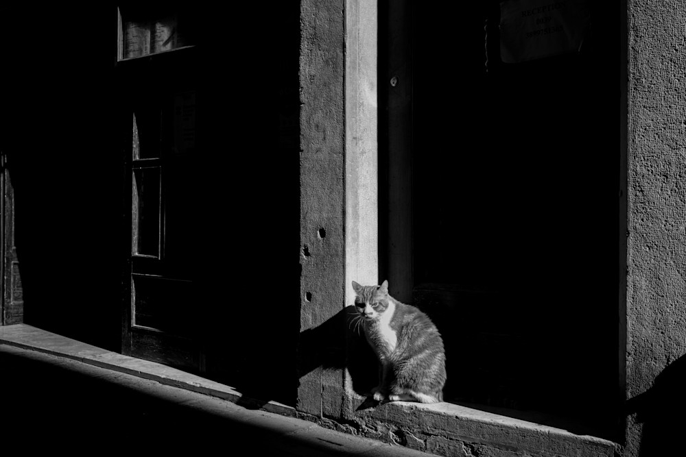 Venetian Cat Photography Art | Carrie Coursolle Photography