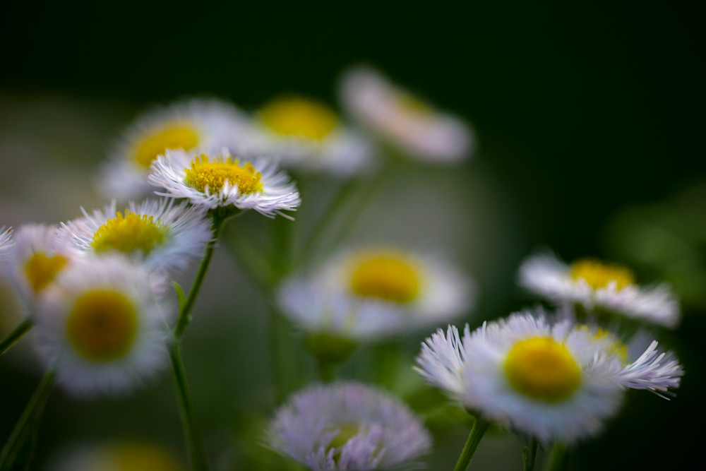 Tiny Meadow Photography Art | Carrie Coursolle Photography