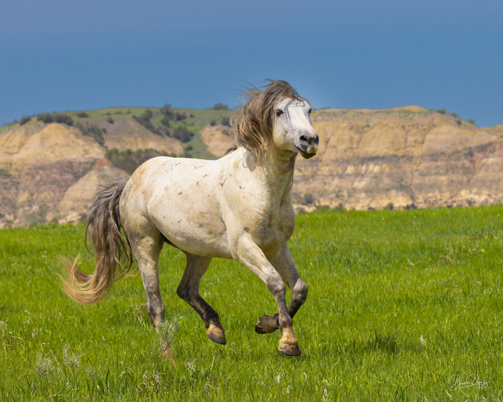 Stallion Galloping in Theodore Roosevelt NP
