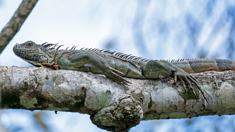 Greet Iguana Costa Rica