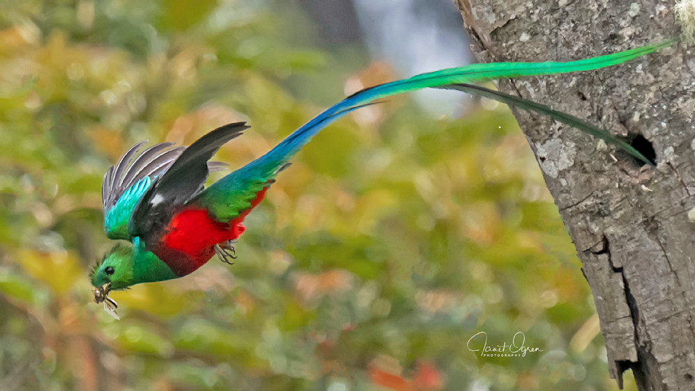 Quetzal in flight