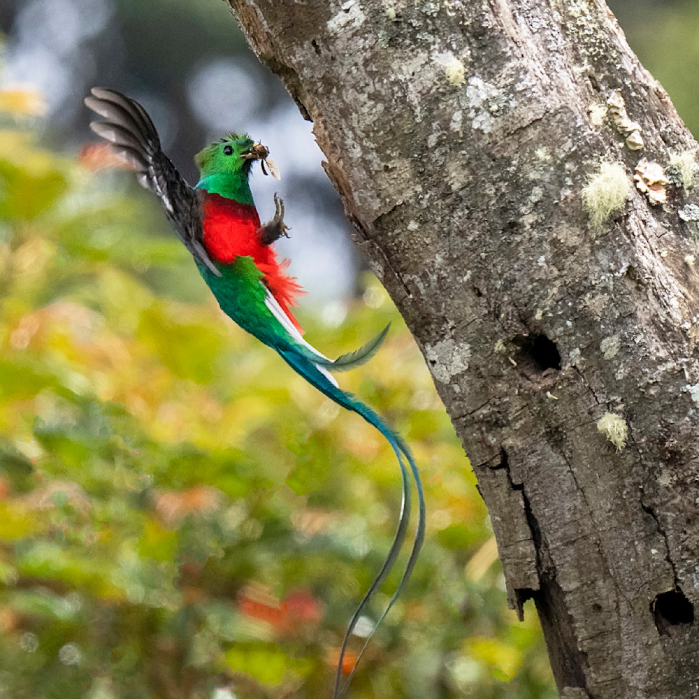 Quetzal At Nest