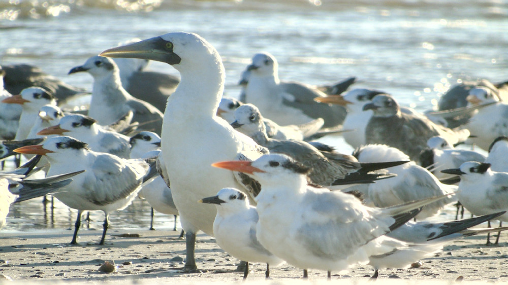One Of The Gang, The Point On Cape San Blas Photography Art | Lin Darden Photography