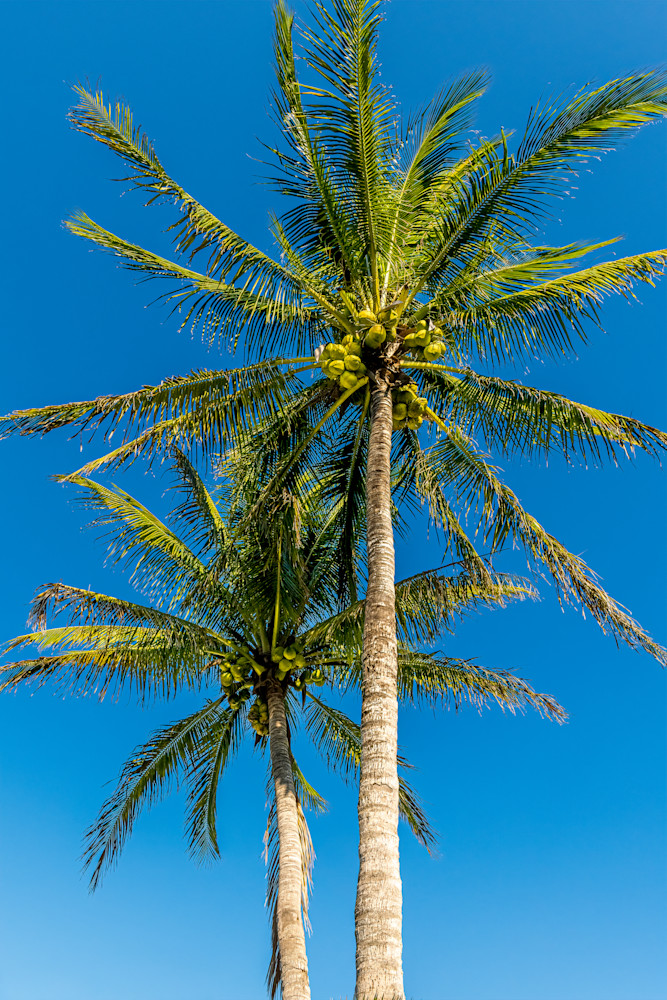 Palm Tree 10 Photography Art | RPG Photography