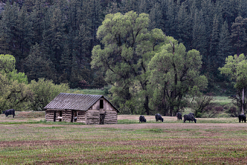 Cattle Cattle And Cabin Mstr Photography Art | karljohnson