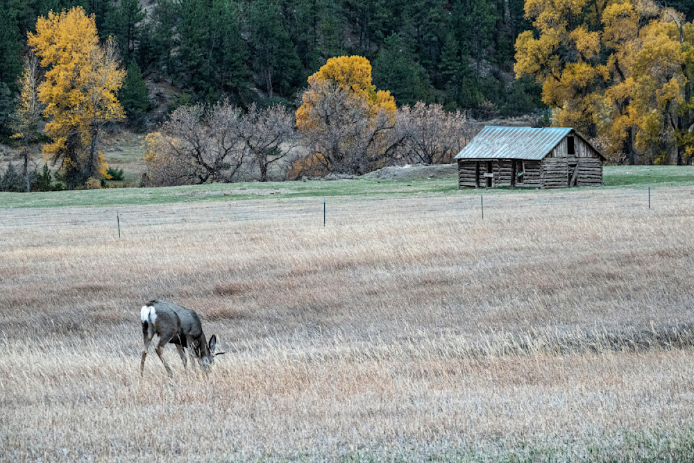 Buck In The Fall Pasture Photography Art | karljohnson
