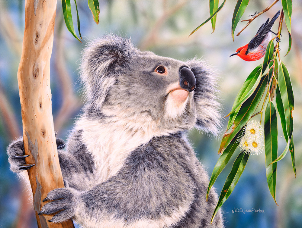 Koala (Phascolarctos cinereus) with a Scarlet honeyeater (Myzomela sanguinolenta) Australian Wildlife Art by Natalie Jane Parker