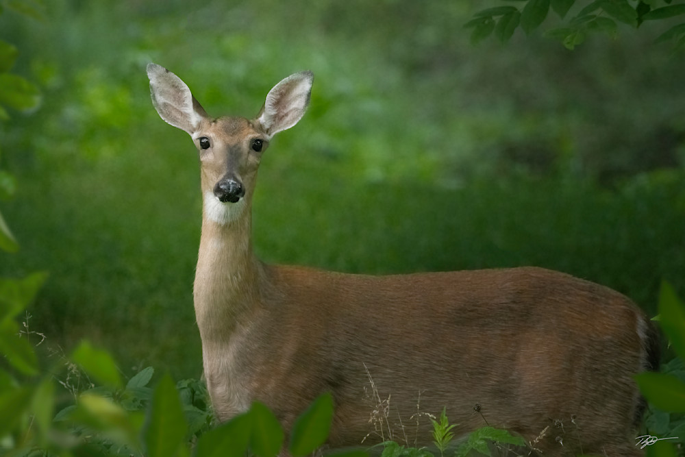 A Whitetail Deer Searches A Mountain Marsh Print