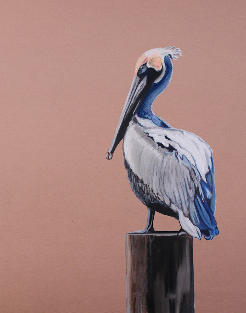 The Pelican   Original Art Art | Thom Shepherd Art