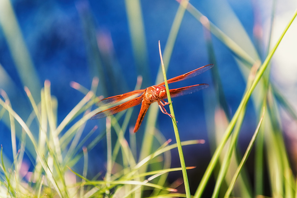 Orange Dragonfly Photography Art | Rick Saul Photography