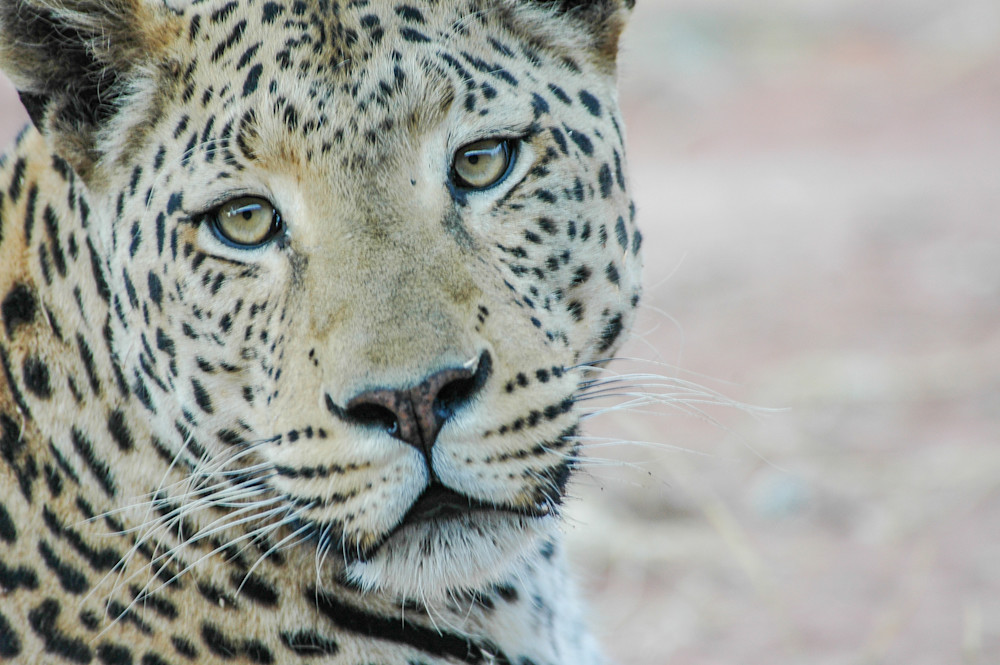 Leopard has his attention on you | Nicki Geigert Photography