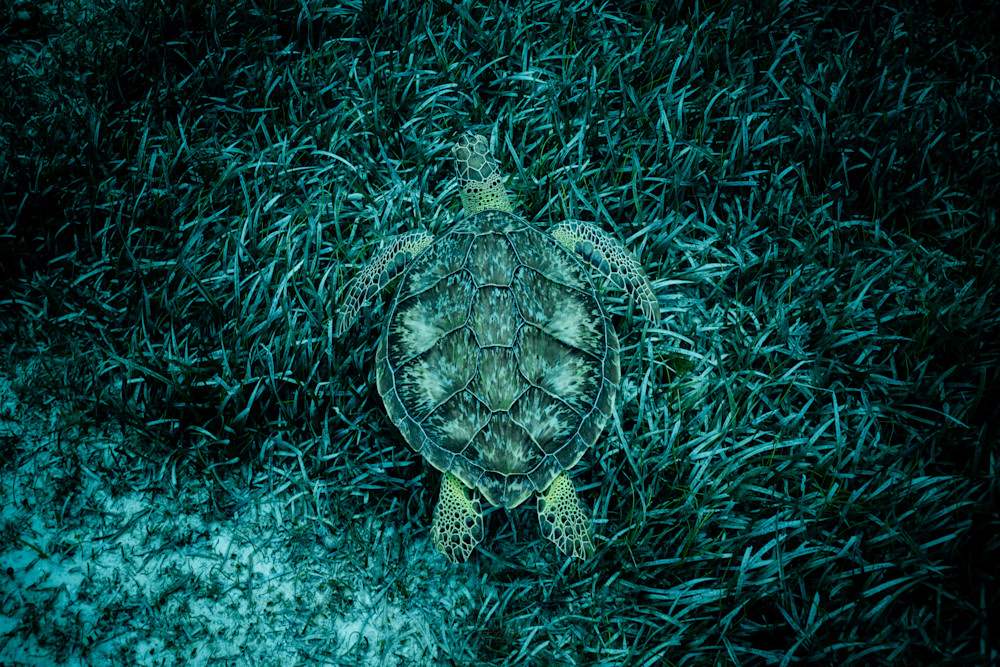 Camouflage Turtle Photography Art | Vitamin Sea Photography