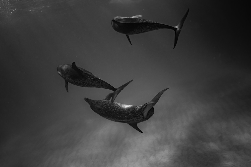 Dolphins At Play Photography Art | Vitamin Sea Photography