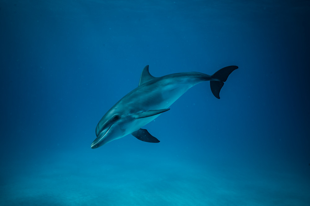 Bimini Spotted Dolphin Photography Art | Vitamin Sea Photography