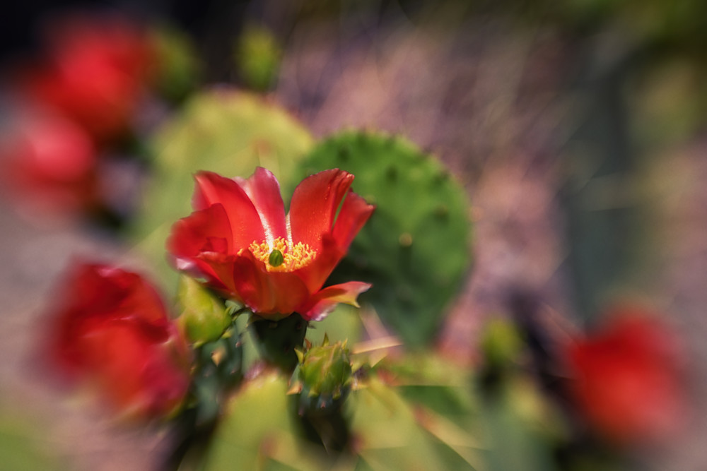 Red Prickly Pear Cactus Flower 2 Photography Art | Rick Saul Photography