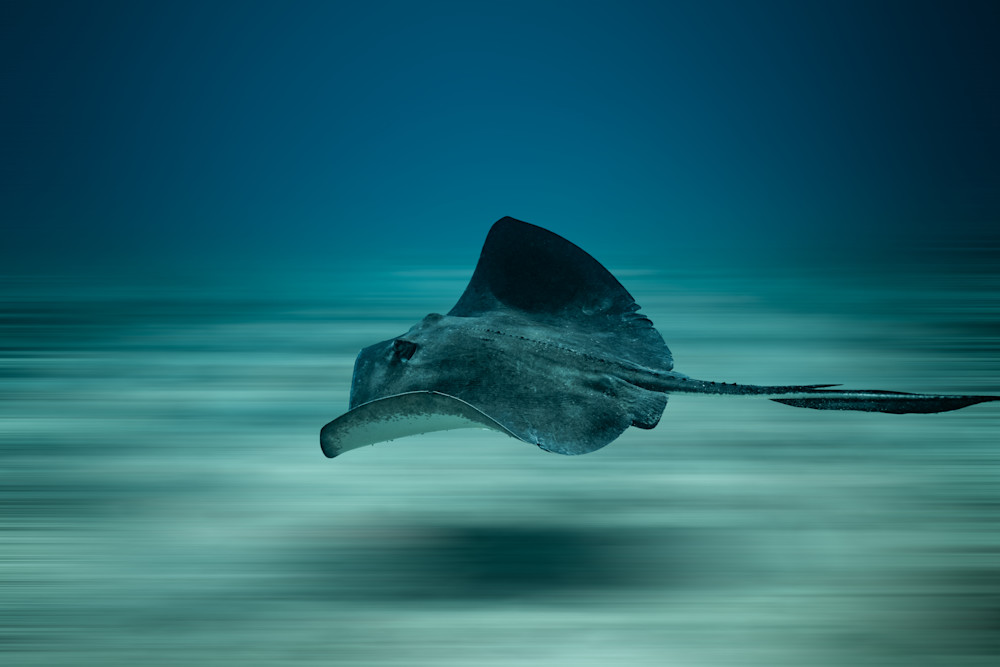 Speeding Ray Photography Art | Vitamin Sea Photography