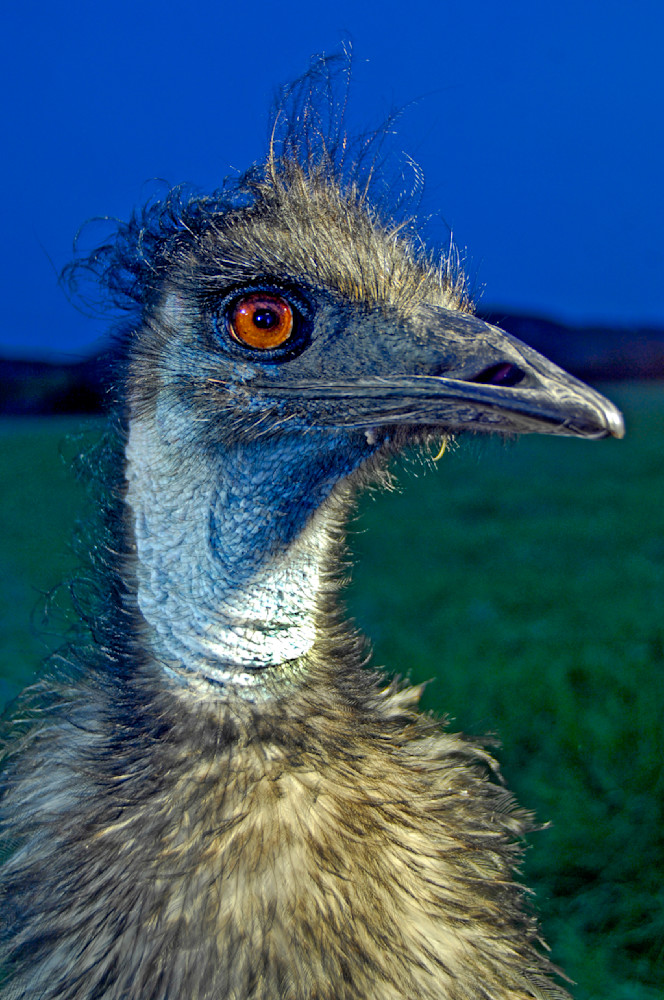 An endangered Emu poses at Fossil Rim Wildlife Center just outside Glen Rose, Texas.
