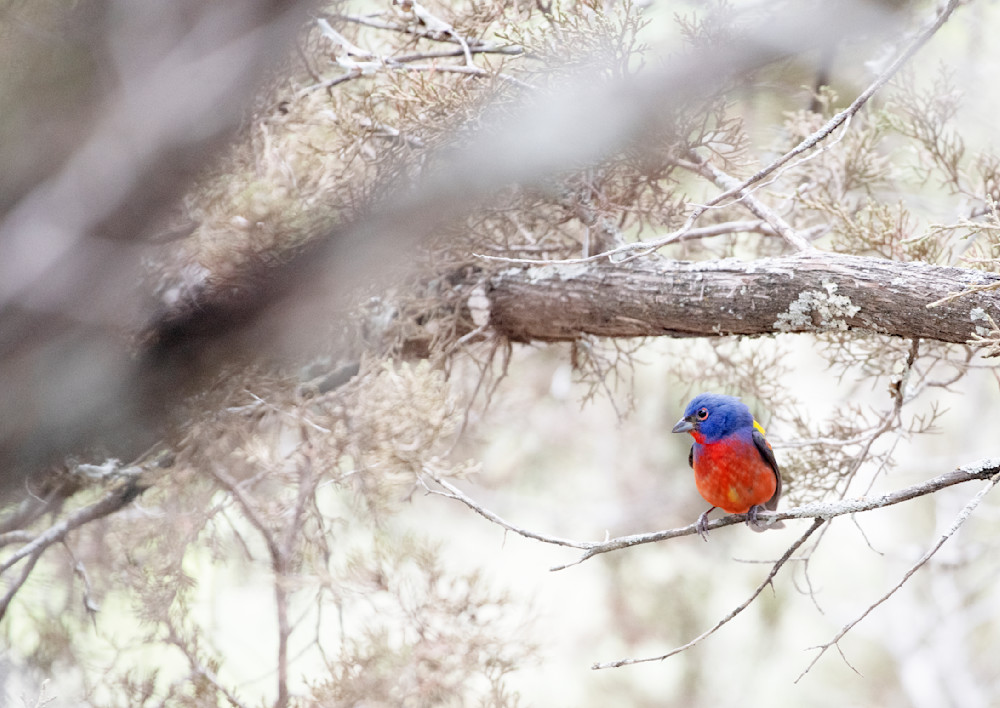 A Painted Bunting Photography Art | Vandivier Fine Art