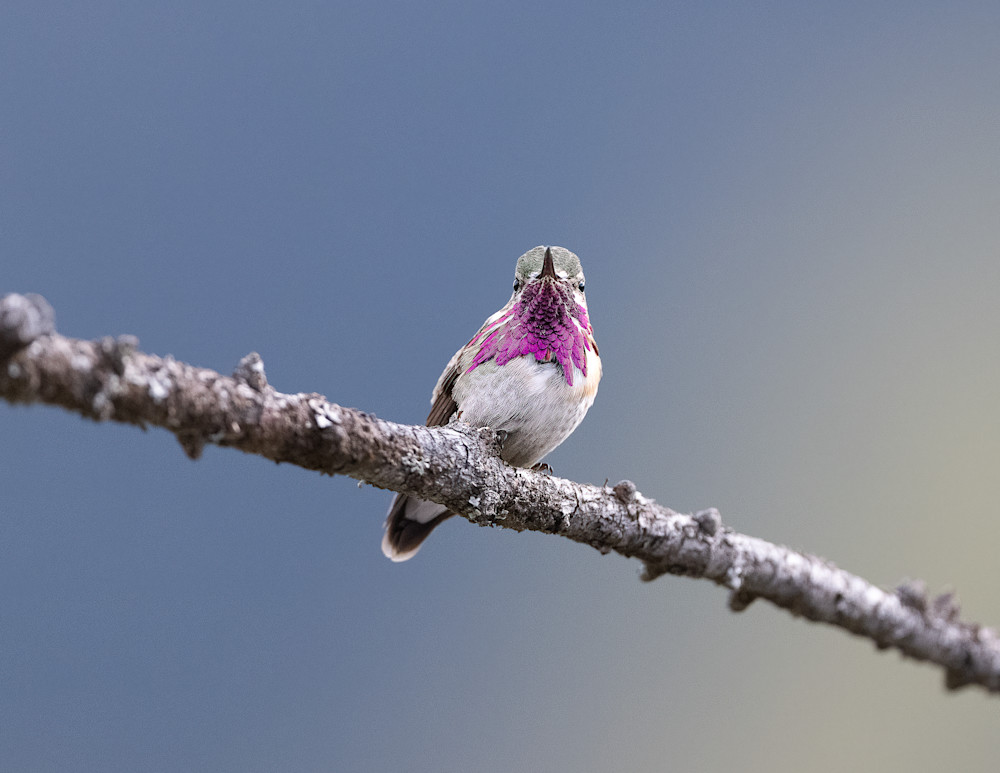 Cute Calliope Hummingbird Resting