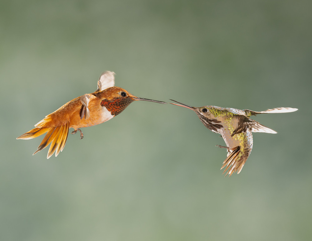 Male Hummingbird Standoff