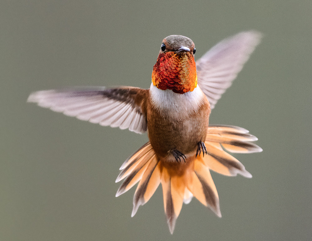 Male Rufous Hummingbird in flight