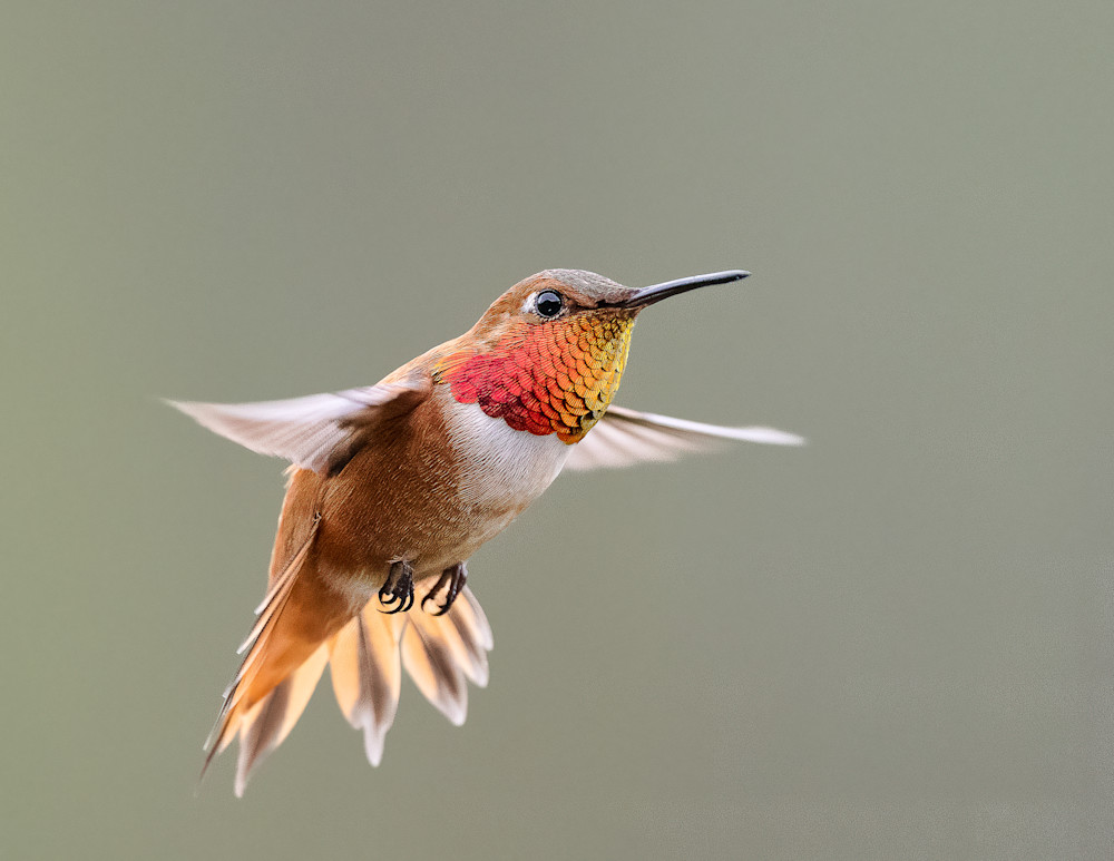 Male Rufous Hummingbird in Flight II