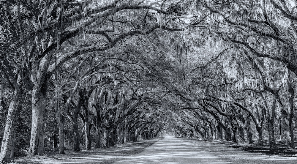 Live Oak Tunnel B W Photography Art | Lift Your Eyes Photography