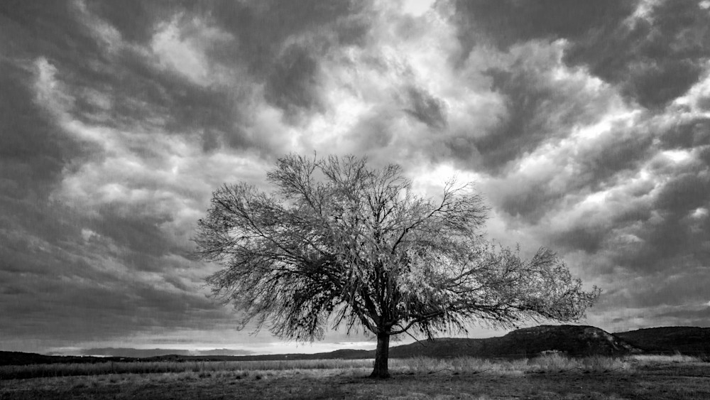 Mesquite Tree Texas Photography Art | Lift Your Eyes Photography
