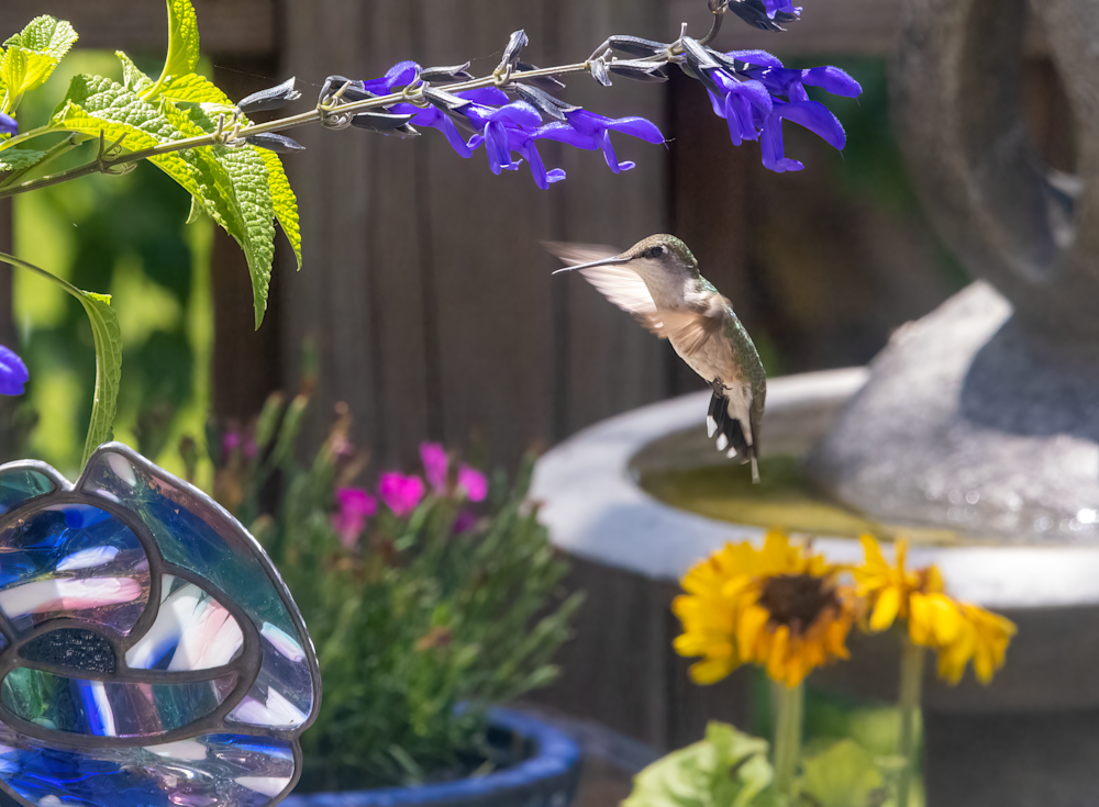 Hummingbird Paradise Art | StephanieDay