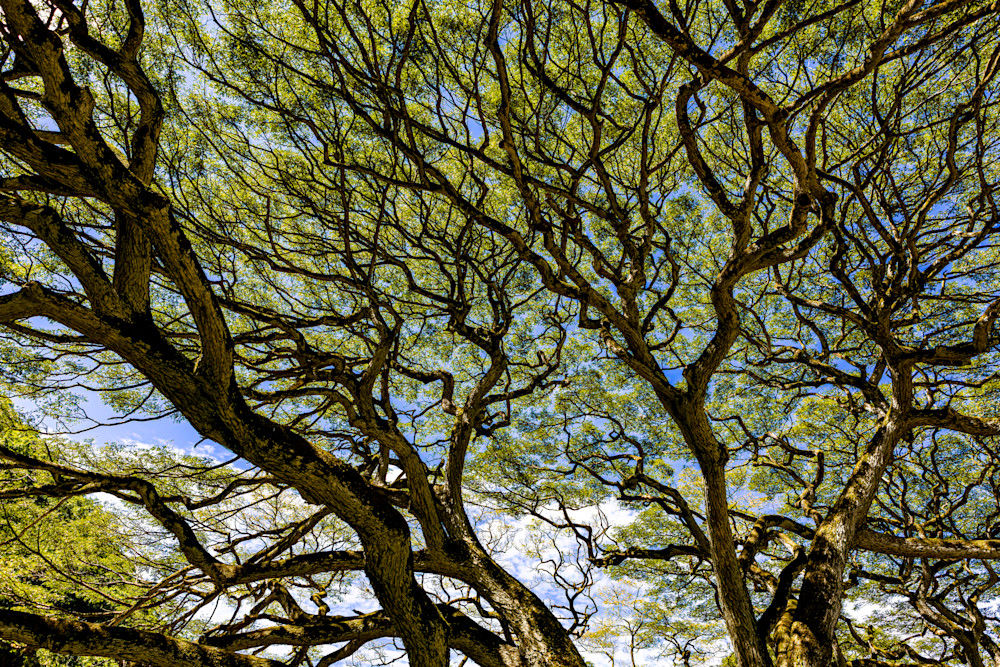 Tree Of Wisdom Art | StephanieDay